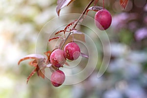 Prunus cerasifera with red foliage. Red Plum branch on sky background in garden photo