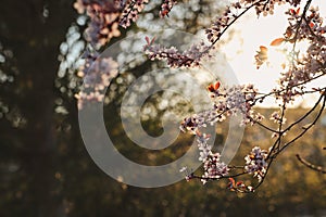 Prunus Cerasifera in Spring Garden during Sunset