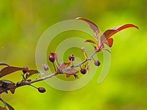 Prunus cerasifera in spring photo