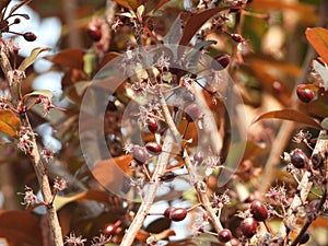 Prunus cerasifera in spring photo