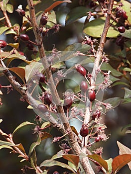 Prunus cerasifera in spring photo