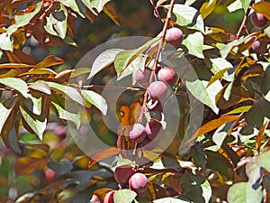 Prunus cerasifera in summer photo
