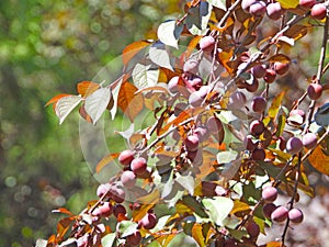 Prunus cerasifera in summer photo