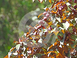 Prunus cerasifera in summer photo