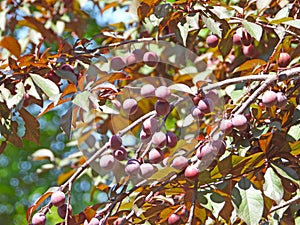 Prunus cerasifera in summer photo