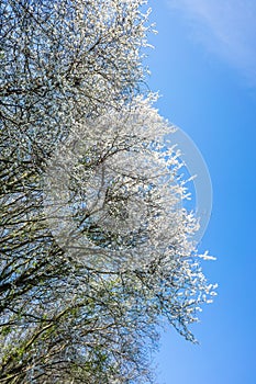 Prunus Cerasifera tree in april