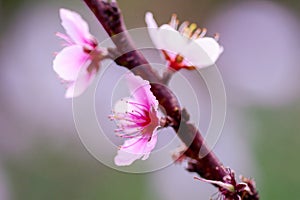 Prunus cerasoides are beautiful pink in nature.