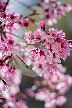 Prunus cerasoides Da Lat