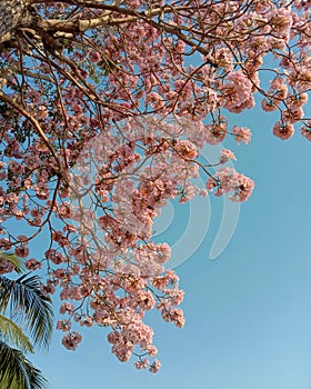 Prunus cerasoides flowers blooming with tree on blue sky background closeup .