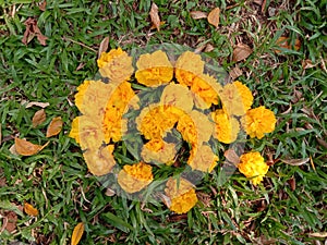 Prunus cerasoides flowers on dried leaves.