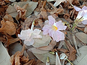 Prunus cerasoides flowers on dried leaves.