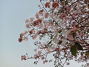 Prunus cerasoides tree, flowers and branches .