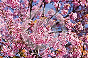 Prunus cerasoides, Wild Himalayan Cherry flowers are blooming on the trees in the garden.