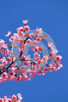 Prunus cerasoides or wild Himalayan cherry or sour cherry