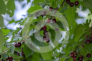 Prunus cerasus branches with ripening red edible sour fruits, sour cherries before harves hanging on the tree