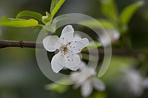 Prunus cerasus flowering tree flower, beautiful white petals tart dwarf cherry flowers in bloom.Garden fruit tree with