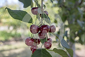 Prunus cerasus ripened group of sour cherries, dark red fruits on the branches before soon harvest