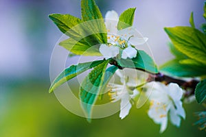 Prunus cerasus, sour cherry, tart , or dwarf, morello, amarelle, Montmorency cherry white delicate flower with young green leaves