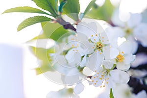 Prunus cerasus, sour cherry, tart , or dwarf, morello, amarelle, Montmorency cherry white delicate flower with young green leaves