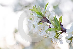 Prunus cerasus, sour cherry, tart , or dwarf, morello, amarelle, Montmorency cherry white delicate flower with young green leaves