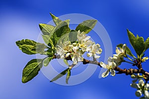 Prunus domestica Czar flowers