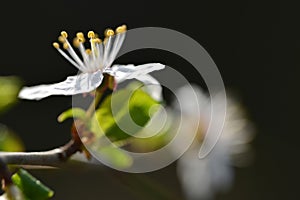 Prunus domestica flower close up.