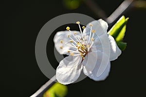 Prunus domestica flower close up.