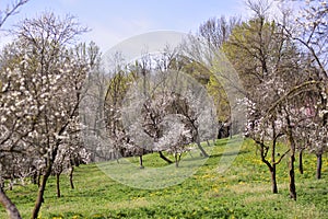 Prunus domestica flowers. plum tree in blooming period