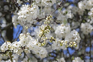 Ciruelas un árbol en el momento de la floración hermoso floreciente en primavera 