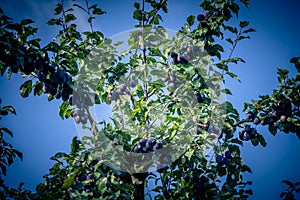 Fruits on plumtree photo