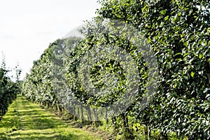 Fruits on plumtree photo