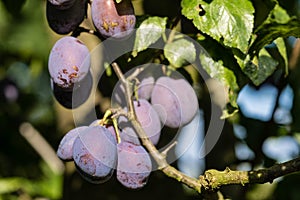 Fruits on plumtree photo