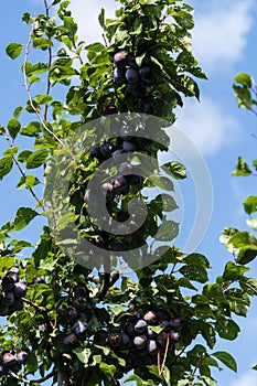 Fruits on plumtree photo