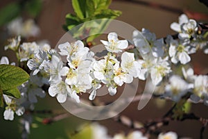 Prunus domestica - plum tree blossoms