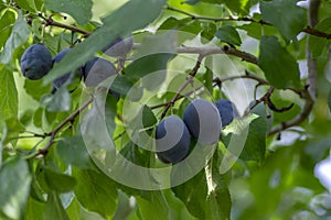 Prunus domestica tree branches full of fresh ripening blue fruits and green leaves, late summer plums