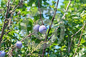 Prunus domestica tree with plum fruits hanging on branches, close up