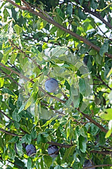 Prunus domestica tree with plum fruits hanging on branches, close up