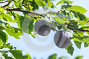 Prunus domestica tree with plum fruits hanging on branches, close up