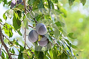 Prunus domestica tree with plum fruits hanging on branches, close up