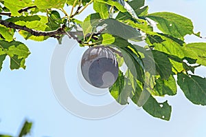 Prunus domestica tree with plum fruits hanging on branches, close up