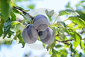 Prunus domestica tree with plum fruits hanging on branches, close up