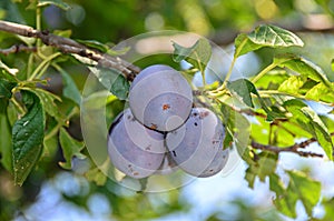 Prunus domestica tree with plum fruits hanging on branches, close up