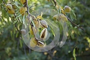 Prunus dulcis branch close up