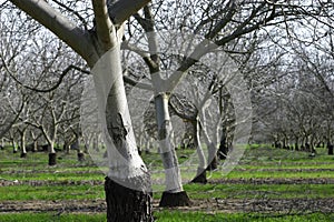 Prunus dulcis, flowering nonpareil almond tree bra