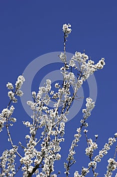 Prunus dulcis, flowering nonpareil almond tree bra