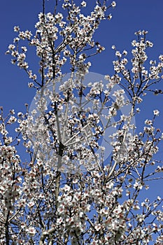 Prunus dulcis, flowering nonpareil almond tree bra
