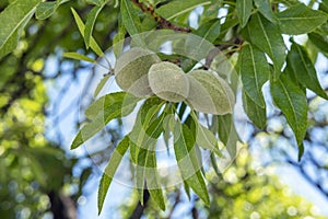 Prunus dulcis or Prunus amygdalis tree producing healthy almond fruit, in green hulls with downy exterior