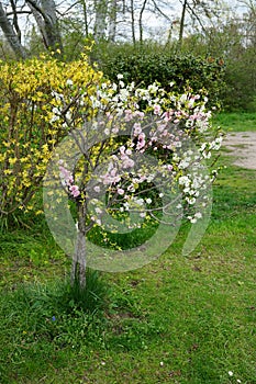 Prunus dulcis with wild white and ornamental double pink flowers and Forsythia bush with yellow flowers in April. Berlin, Germany