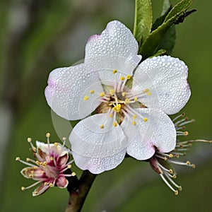 Prunus flower