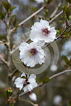 Two flowers of Prunus Hally Jolivette